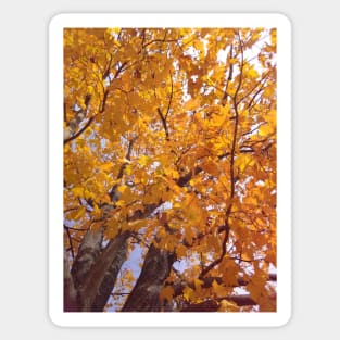 Yellow Autumn Leaves Sticker